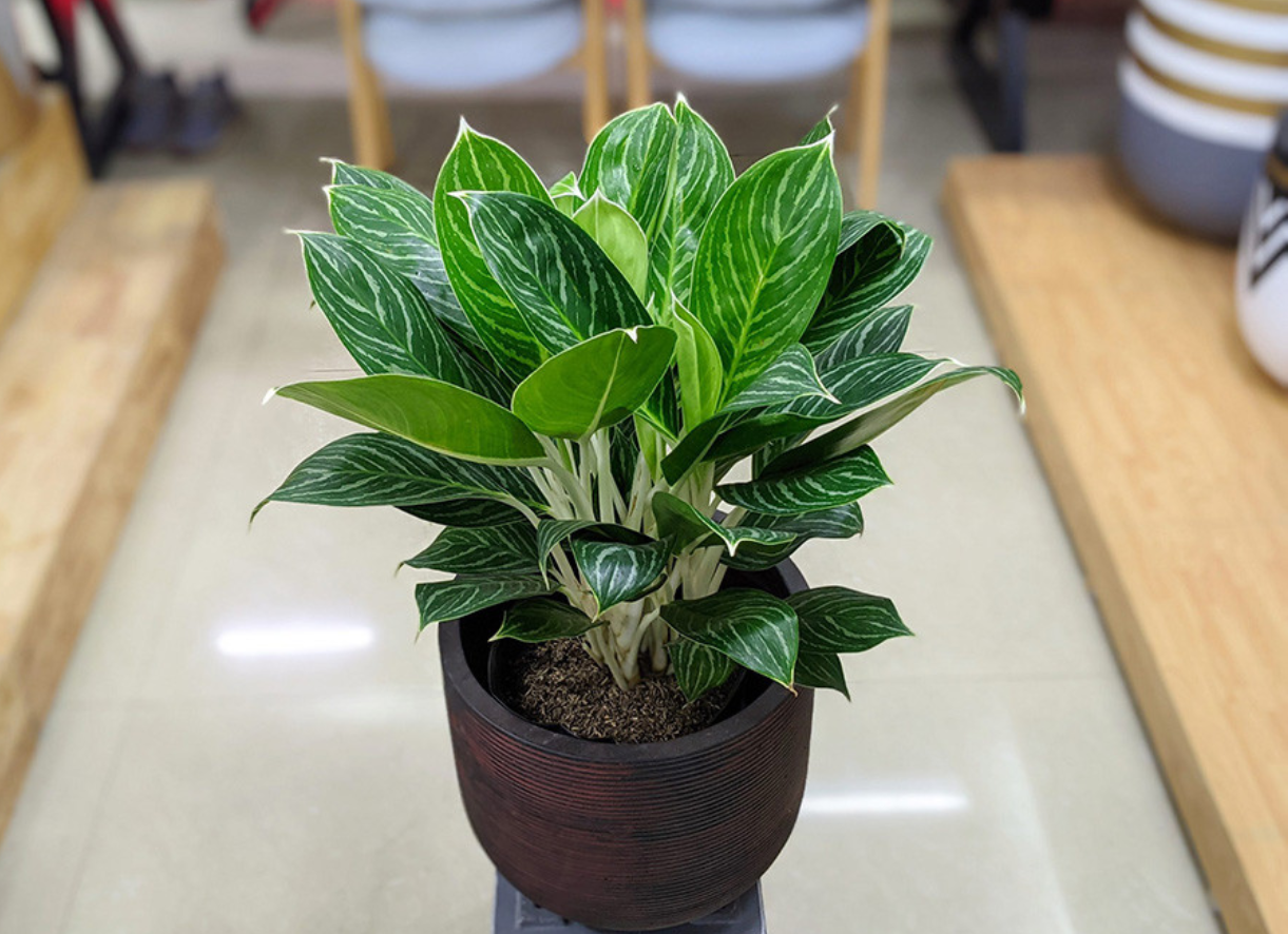 Cây bạch mã hoàng tử với lá xanh mượt, tạo điểm nhấn sang trọng cho phòng khách. Ảnh: Baidu