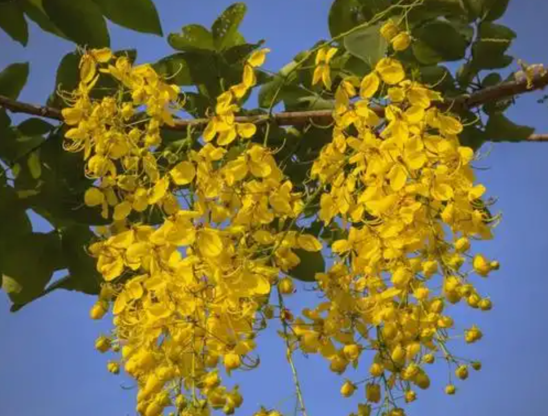 Cây hoàng yến với hoa vàng rực, thắp sáng cả không gian. Ảnh: Baidu