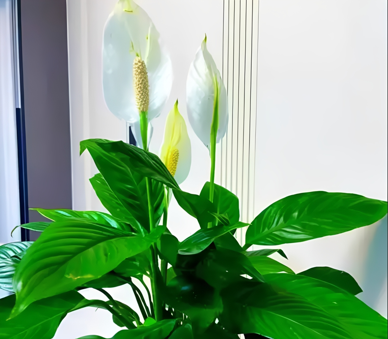 Trưng cây lan ý giúp căn phòng thêm tinh tế và nhẹ nhàng. Ảnh: Baidu