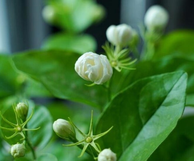 Chăm hoa nhài tháng 4 nhớ quy tắc “5 không”, cây bật mầm mạnh, hoa nở thơm ngát đưa hương khắp nhà - 1