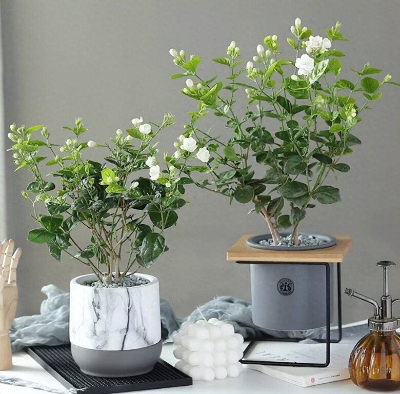 Chăm hoa nhài tháng 4 nhớ quy tắc “5 không”, cây bật mầm mạnh, hoa nở thơm ngát đưa hương khắp nhà - 3