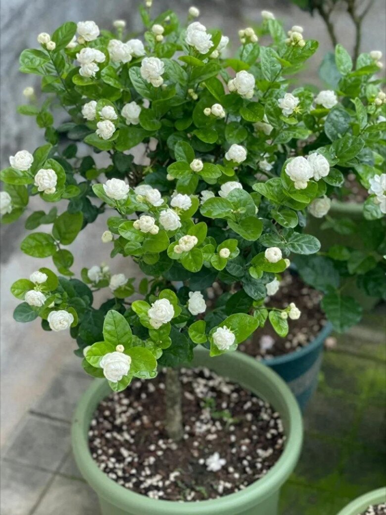 Xem thêm: Hoa nhài vừa đẹp vừa thơm nhưng nhà ở 3 hướng, người thuộc 2 mệnh này không nên trồng