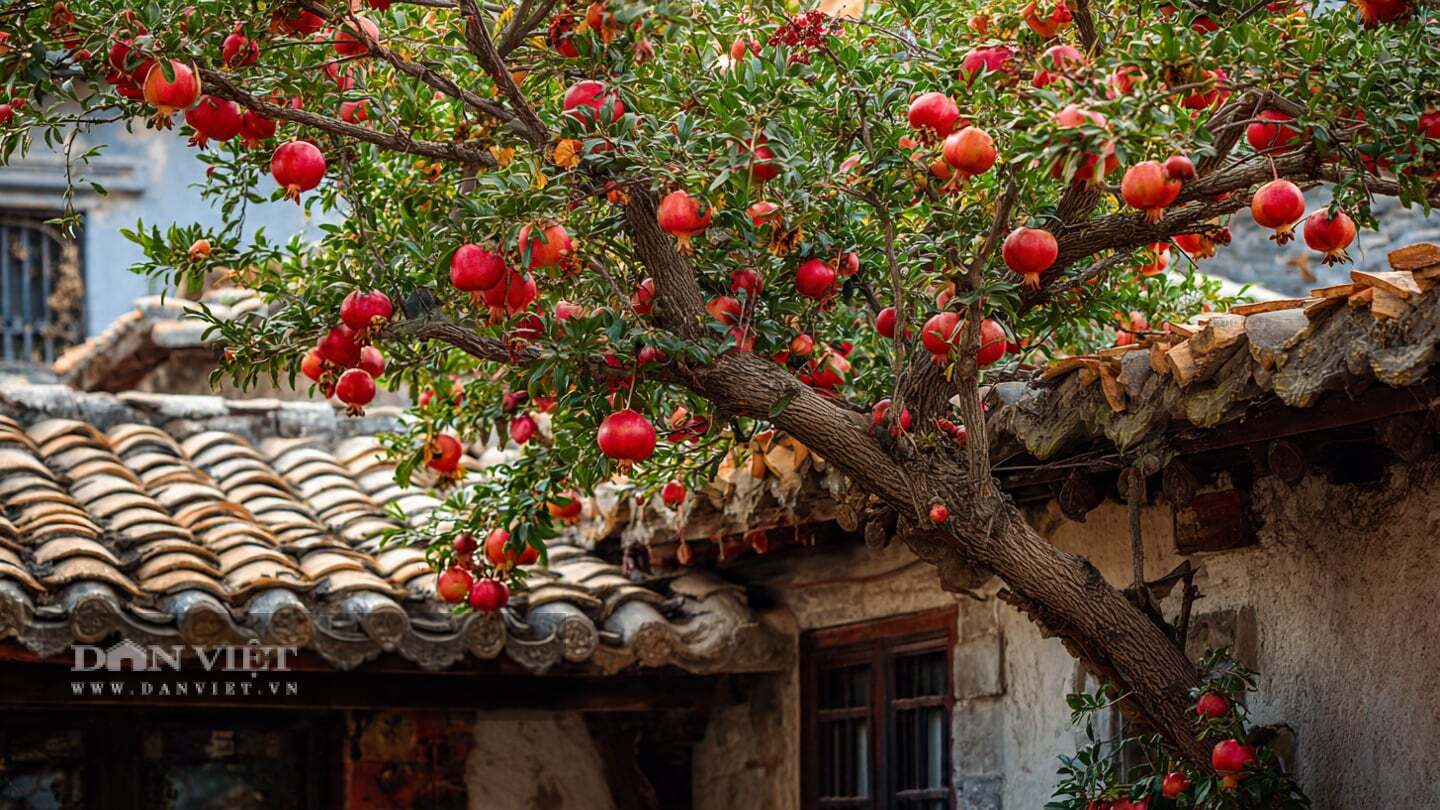 Theo người xưa, nếu bạn trồng một cây lựu và thấy nó đầy hoa đỏ, bạn sẽ nghĩ đến một tương lai thịnh vượng và sung túc.