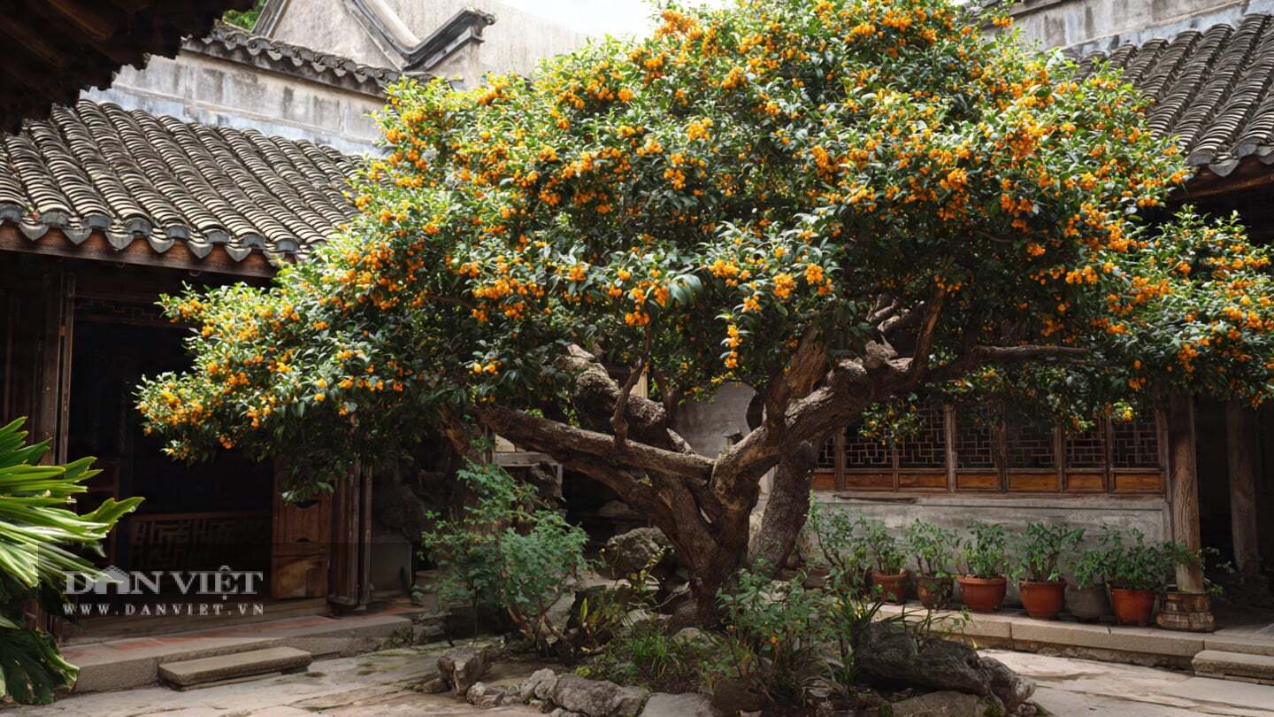 Theo người xưa, trồng mộc tê, quý nhân đến nhà