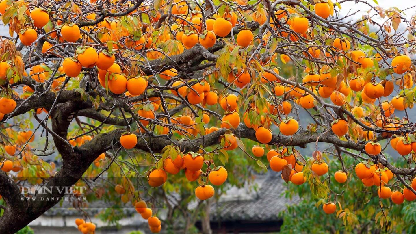 Theo người xưa, nếu bạn trồng một cây hồng và nhìn nó mỗi ngày, bạn sẽ mong muốn mọi việc diễn ra suôn sẻ.