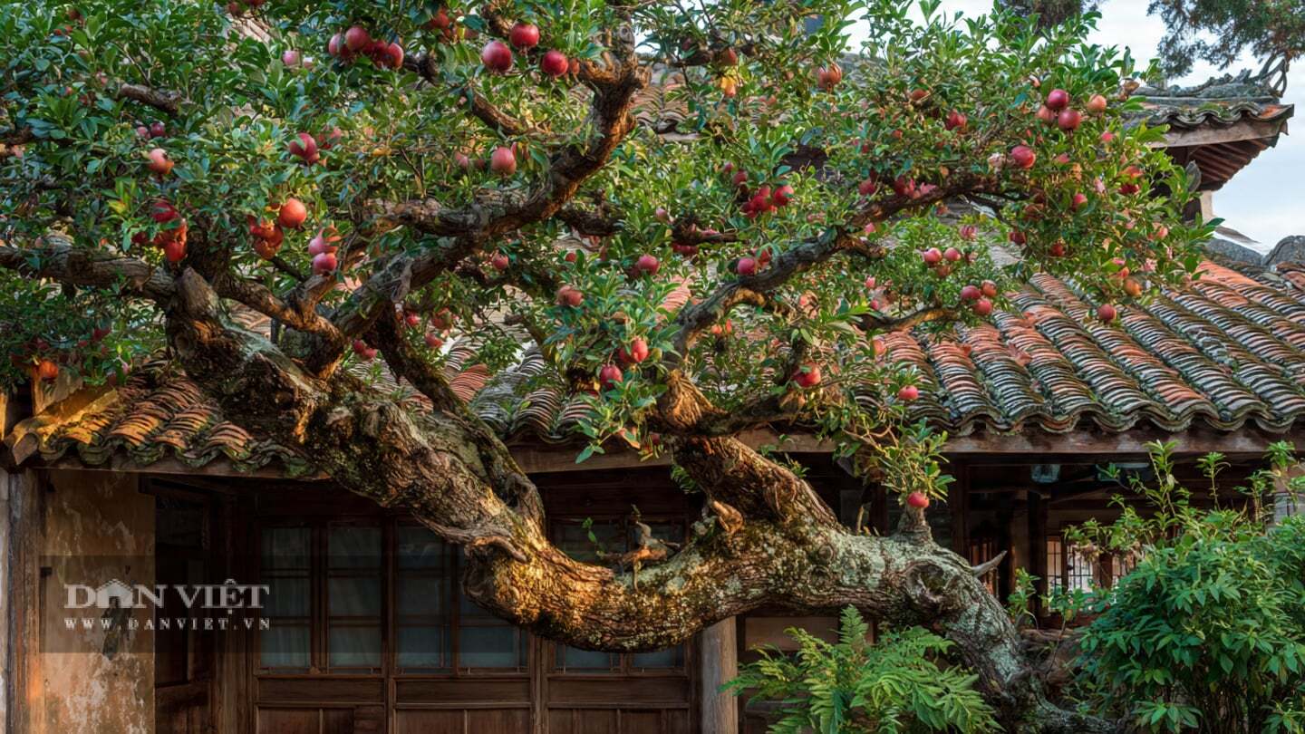 Nếu nói về loài cây may mắn được yêu thích nhất của người xưa, cây lựu chắc chắn đứng đầu danh sách. 1. Người xưa nói: Cây lựu – “Ngôi sao thịnh vượng” của gia đình