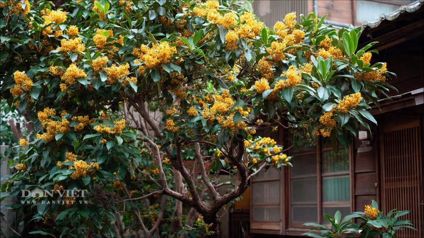Theo người xưa, cây cảnh này mang lại may mắn, tài lộc