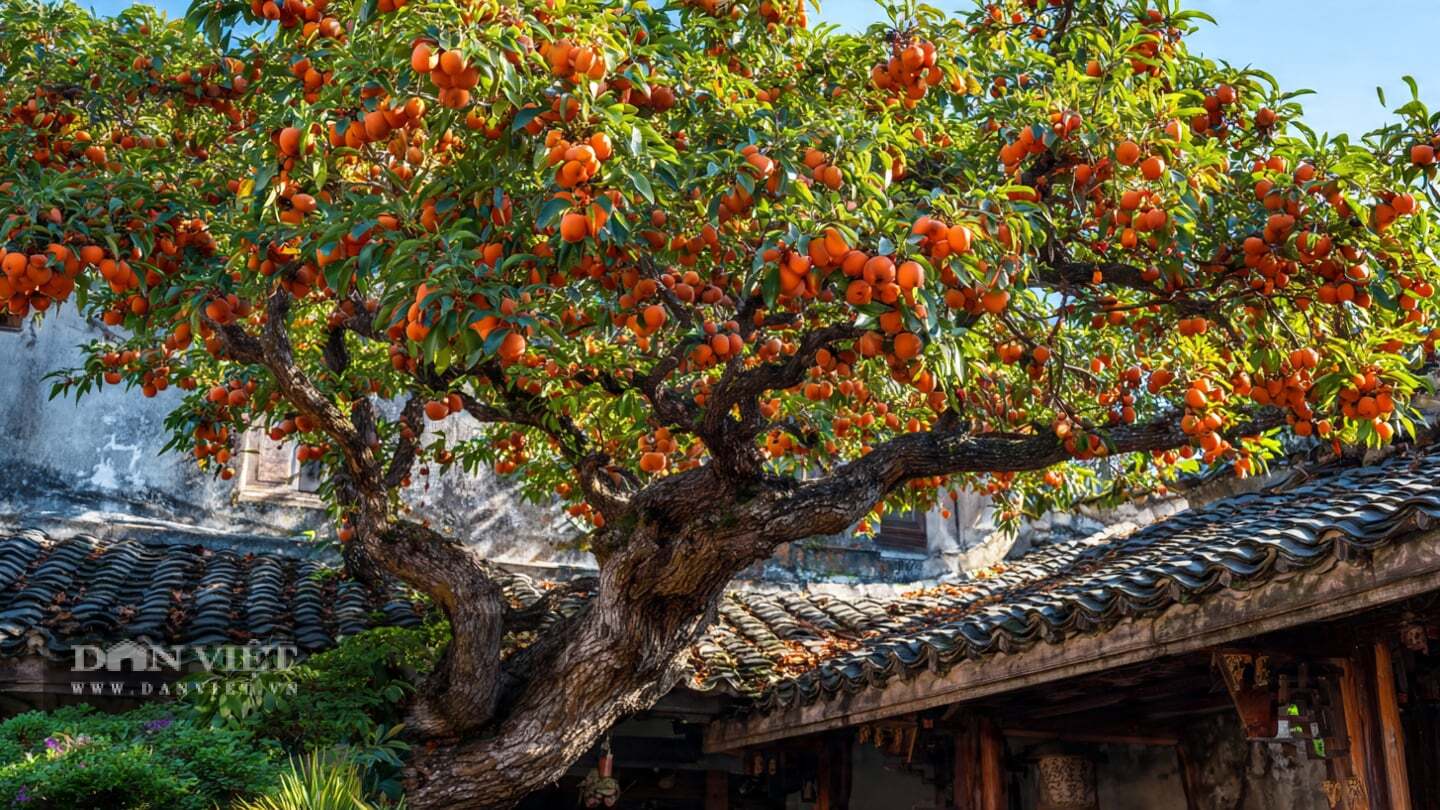 Theo người xưa, cây hồng có nghĩa là mọi việc đều suôn sẻ.