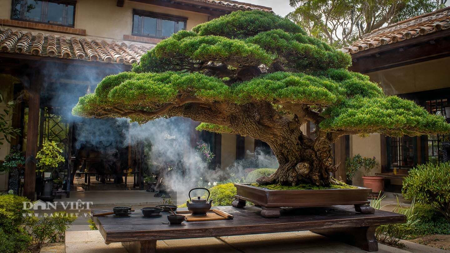 Người xưa có câu: Nhà có tùng La Hán, gia đình không bao giờ nghèo.