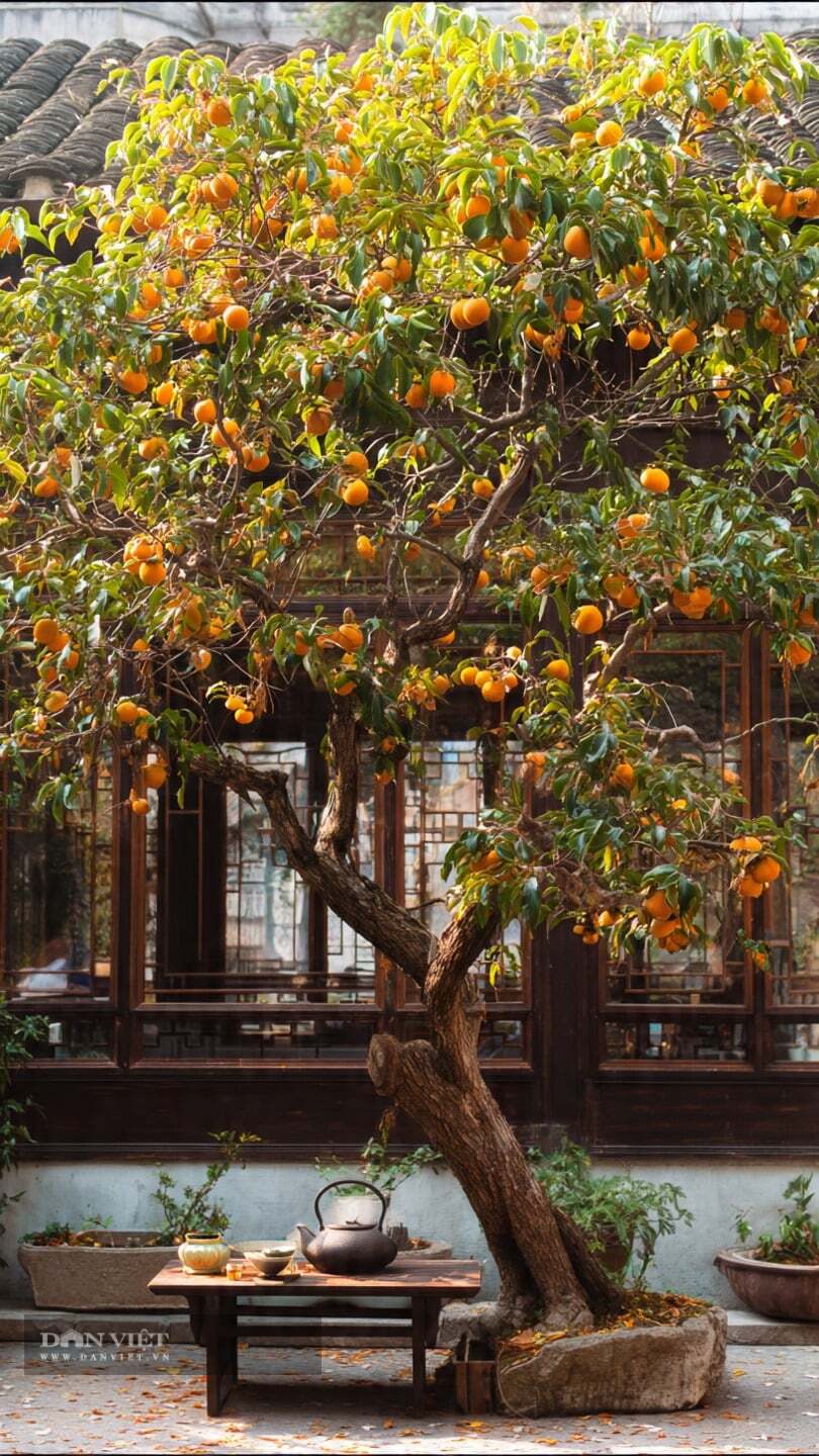 Trồng cây không tốn nhiều tiền và cũng không chiếm nhiều đất.