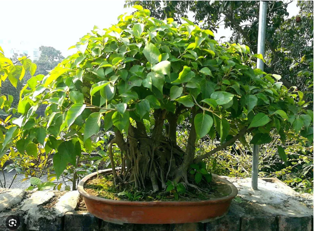 Cây bồ đề mang ý nghĩa bình an, tâm linh và thịnh vượng. Trong phong thủy, cây bồ đề là cây phù trợ cho sự nghiệp và công danh, mang lại sự bình yên cho gia chủ.