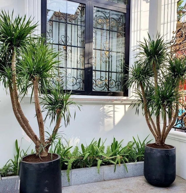 Cây đại lộc mang lại may mắn, thịnh vượng và tài lộc cho gia chủ.