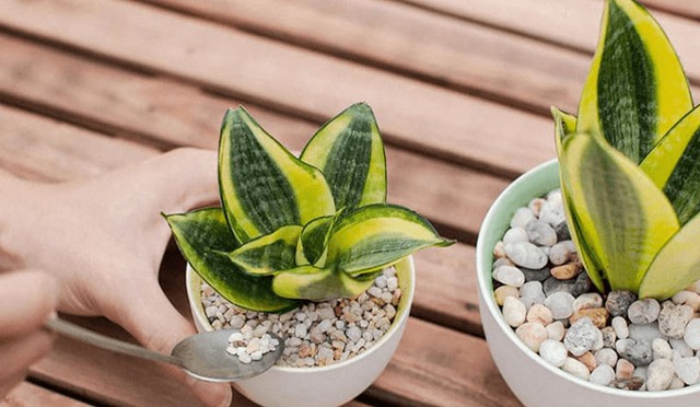 Cây lưỡi hổ được xem là biểu tượng của sự bảo vệ, may mắn và tài lộc.