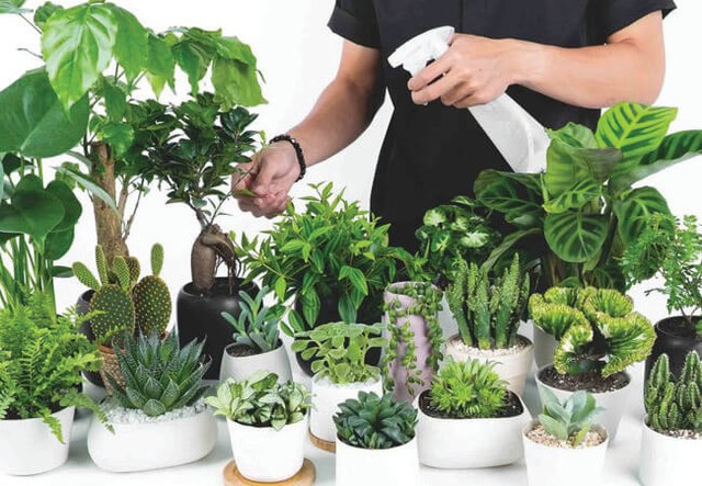 Khi cây bị héo, lá rụng hoặc thối rữa, bạn nên thay thế cây mới hoặc loại bỏ chúng ngay lập tức. Cây khỏe mạnh và xanh tươi sẽ giúp duy trì năng lượng tích cực trong nhà.