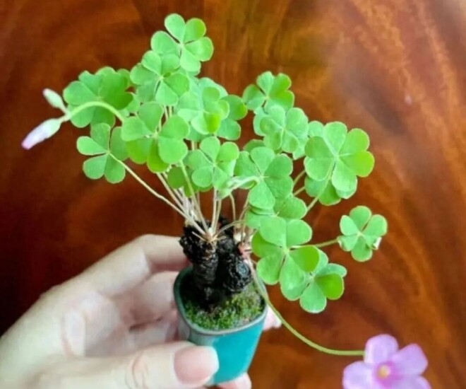 Gặp 4 loại cỏ dại này đừng bỏ qua, mang về trồng 10 ngày thành bonsai, đẹp hơn hoa mua, càng chăm càng đắt giá! - 1