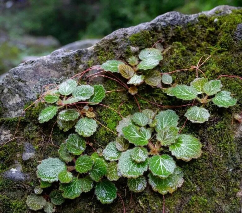Gặp 4 loại cỏ dại này đừng bỏ qua, mang về trồng 10 ngày thành bonsai, đẹp hơn hoa mua, càng chăm càng đắt giá! - 2