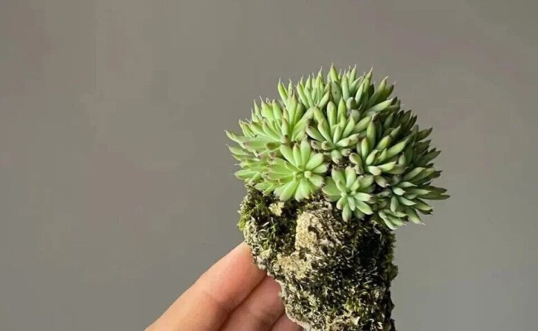 Gặp 4 loại cỏ dại này đừng bỏ qua, mang về trồng 10 ngày thành bonsai, đẹp hơn hoa mua, càng chăm càng đắt giá! - 3