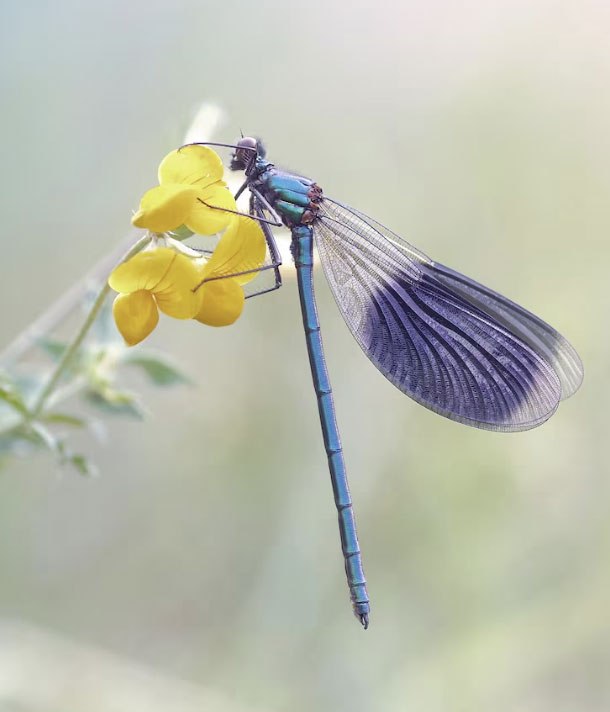 Những người phụ nữ sinh tháng 2 Âm lịch hiếm khi có ý định xấu, luôn đối xử tử tế với mọi người xung quanh. Ảnh minh họa