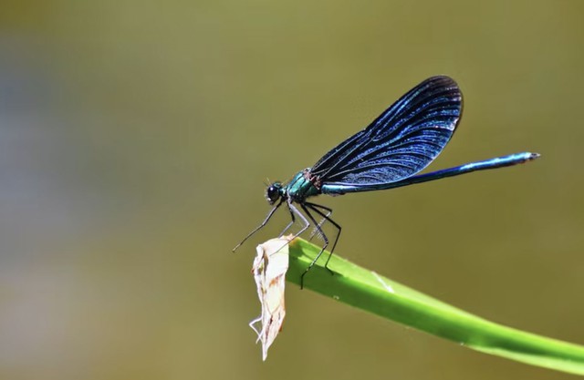 Phụ nữ sinh tháng 8 Âm lịch thường thẳng thắn, nói chuyện dứt khoát, làm việc quyết đoán, không do dự. Ảnh minh họa