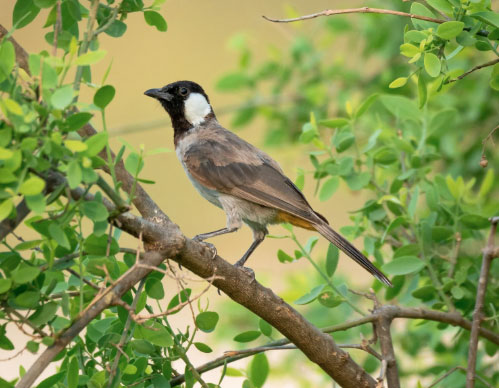 Khi bước vào tuổi trung niên, người sinh vào các ngày 9, 19 hoặc 29 Âm lịch có thể đạt được thành tựu đáng kể trong sự nghiệp và tài chính. Ảnh minh họa