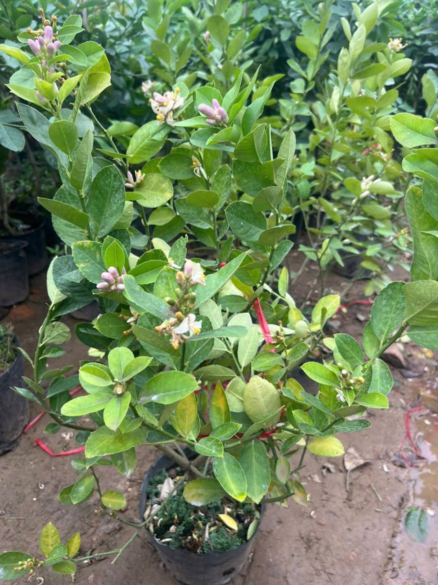 Cây chanh trồng trong nhà vừa mang ý nghĩa phong thủy vừa có nhiều công dụng