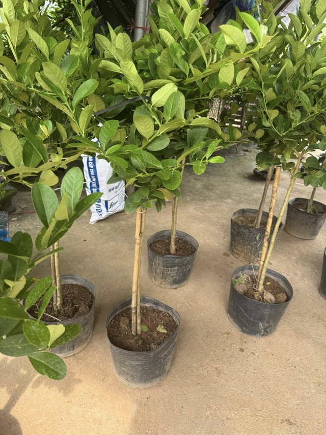 Chọn giống cây chanh là khâu rất quan trọng. Ảnh HM