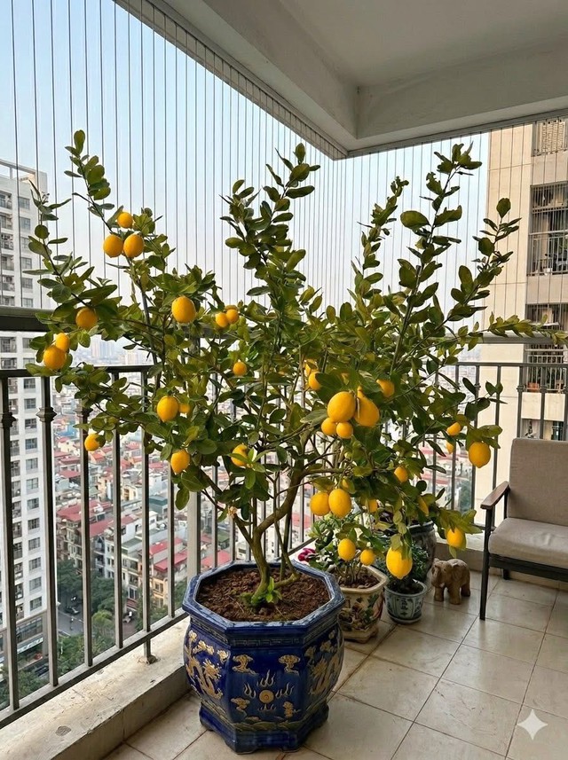 Cây chanh phù hợp trồng nơi có nhiều ánh sáng