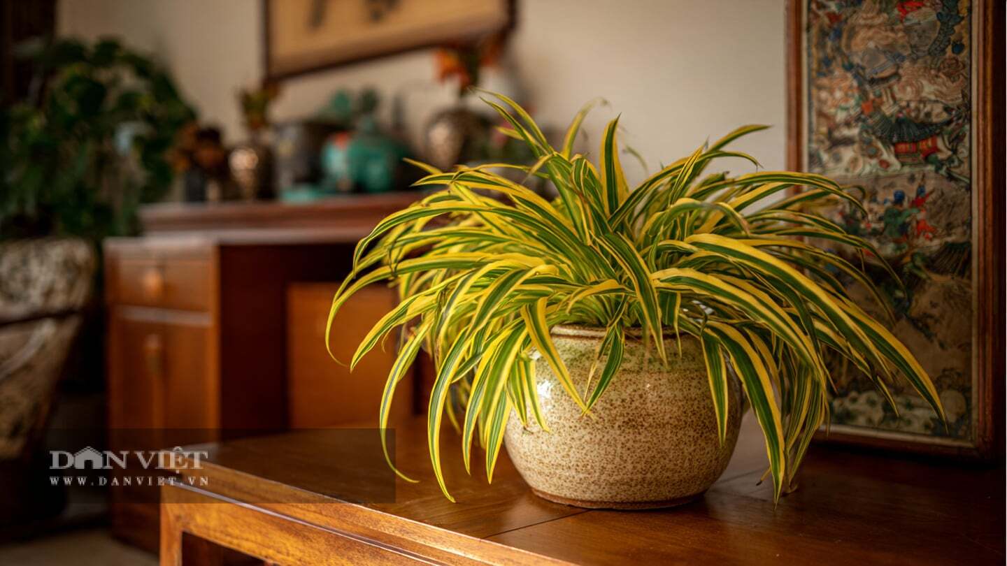 Cây cảnh mang ý nghĩa tượng trưng cho may mắn