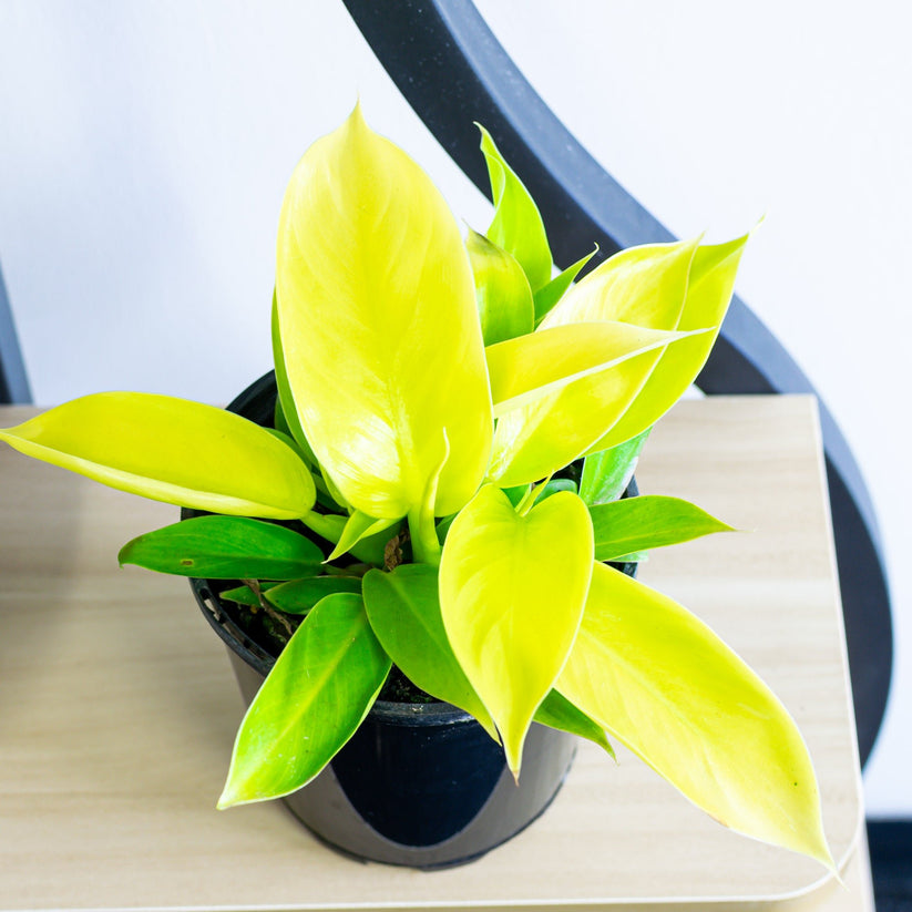 Cây cảnh ưa ánh sáng khuếch tán