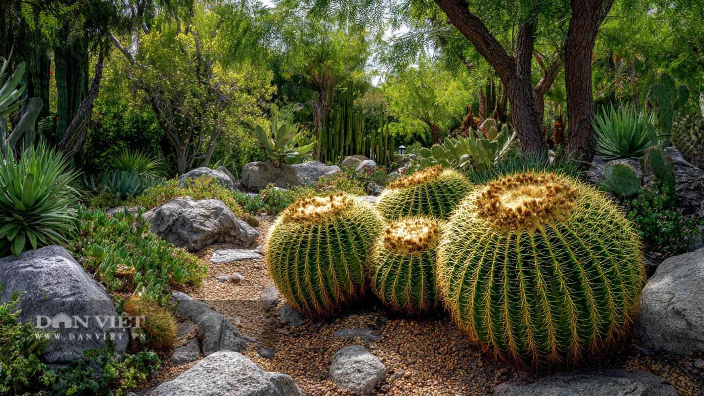 Đặt trên ban công hoặc ở góc phòng khách, cây cảnh này rất ổn định và đẹp mắt.