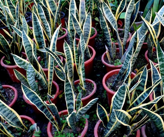 Chăm lưỡi hổ theo quy tắc amp;#34;3 ít, 1 nhiềuamp;#34;, mầm mới mọc chen kín chậu, lá cao tới 2m - 1