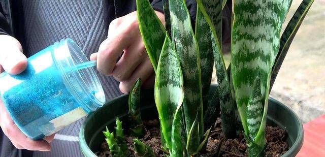 Xem thêm: Những lưu ý khi trồng cây lưỡi hổ trong nhà