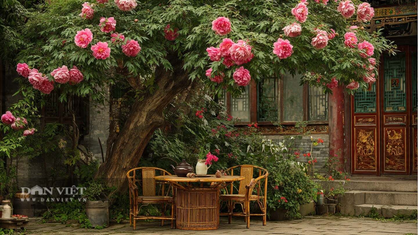 Người xưa coi mẫu đơn là biểu tượng của sự sang trọng và quý phái