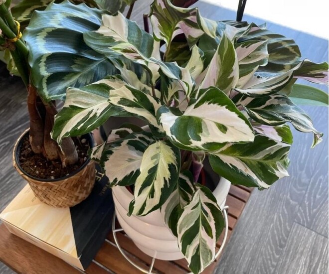 6 cây không cần nở hoa vẫn đẹp sang chảnh, nhà giàu mê mẩn, trồng 1 chậu là không gian nâng tầm ngay lập tức - 1