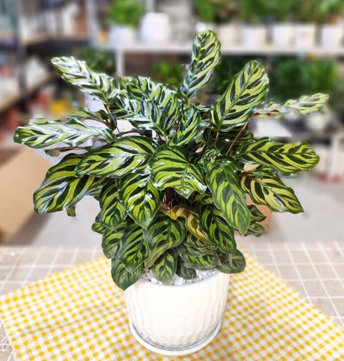 6 cây không cần nở hoa vẫn đẹp sang chảnh, nhà giàu mê mẩn, trồng 1 chậu là không gian nâng tầm ngay lập tức - 2