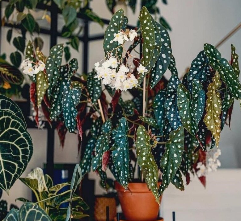 6 cây không cần nở hoa vẫn đẹp sang chảnh, nhà giàu mê mẩn, trồng 1 chậu là không gian nâng tầm ngay lập tức - 12