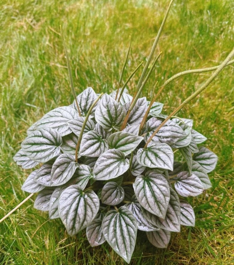 6 cây không cần nở hoa vẫn đẹp sang chảnh, nhà giàu mê mẩn, trồng 1 chậu là không gian nâng tầm ngay lập tức - 5