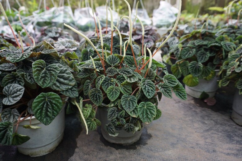 6 cây không cần nở hoa vẫn đẹp sang chảnh, nhà giàu mê mẩn, trồng 1 chậu là không gian nâng tầm ngay lập tức - 6