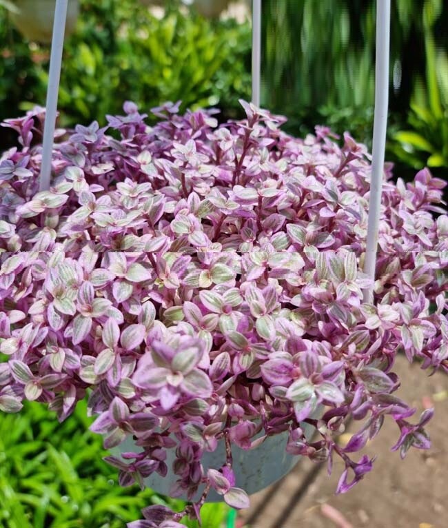 6 cây không cần nở hoa vẫn đẹp sang chảnh, nhà giàu mê mẩn, trồng 1 chậu là không gian nâng tầm ngay lập tức - 8