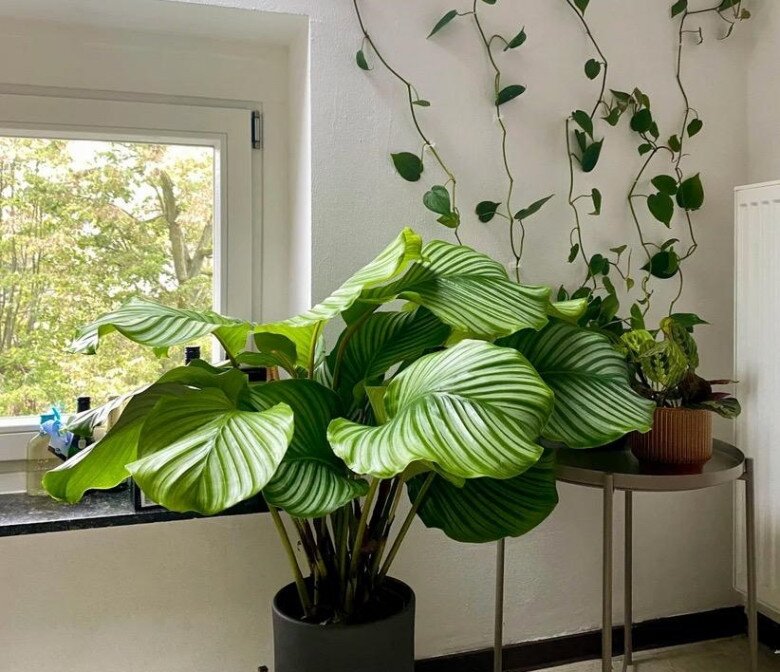 6 cây không cần nở hoa vẫn đẹp sang chảnh, nhà giàu mê mẩn, trồng 1 chậu là không gian nâng tầm ngay lập tức - 9