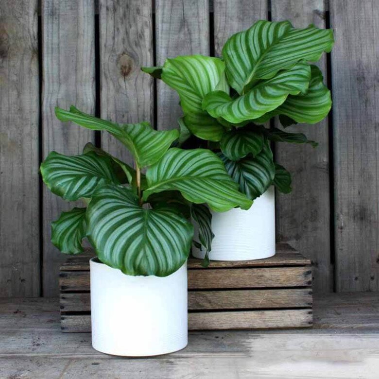 6 cây không cần nở hoa vẫn đẹp sang chảnh, nhà giàu mê mẩn, trồng 1 chậu là không gian nâng tầm ngay lập tức - 10