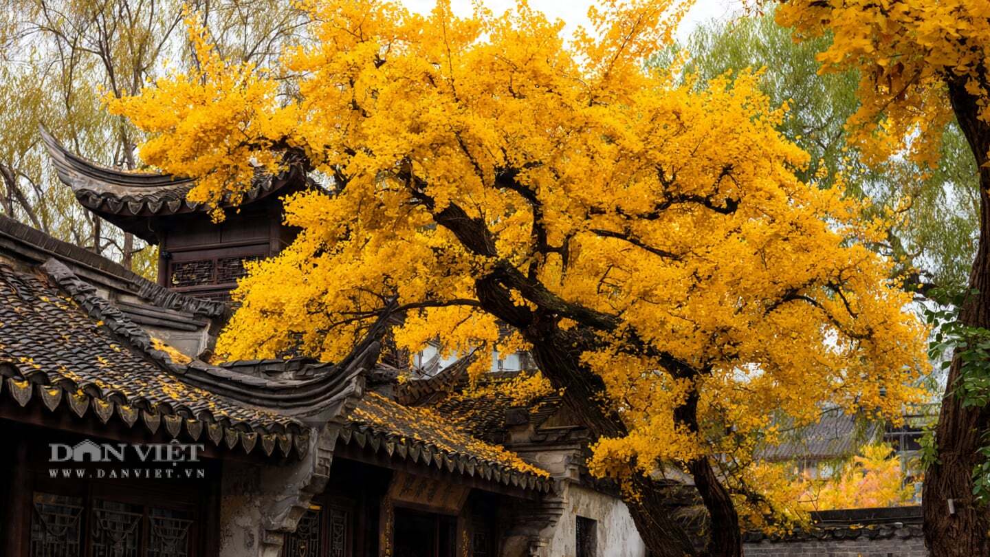 Người xưa còn có câu:  Bạch quả vào nhà, gia đình giàu có .