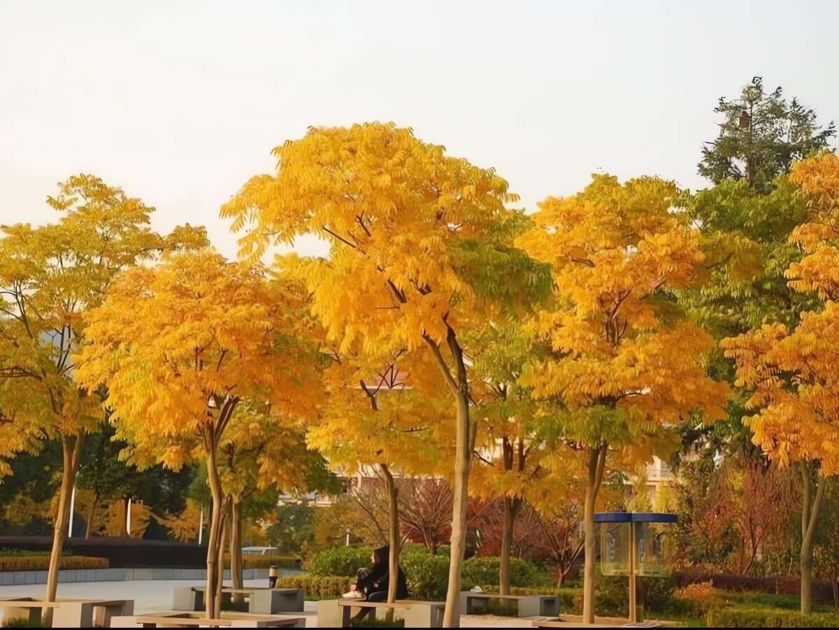 Do đó, theo người xưa, bồ hòn có ý nghĩa không lo lắng và không phiền muộn. Ảnh minh họa Toutiao