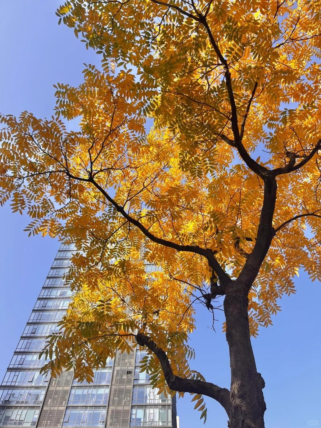 Người xưa tin rằng trồng cây bồ hòn trong sân nhà tượng trưng cho sự giải thoát khỏi lo âu. Ảnh minh họa Toutiao