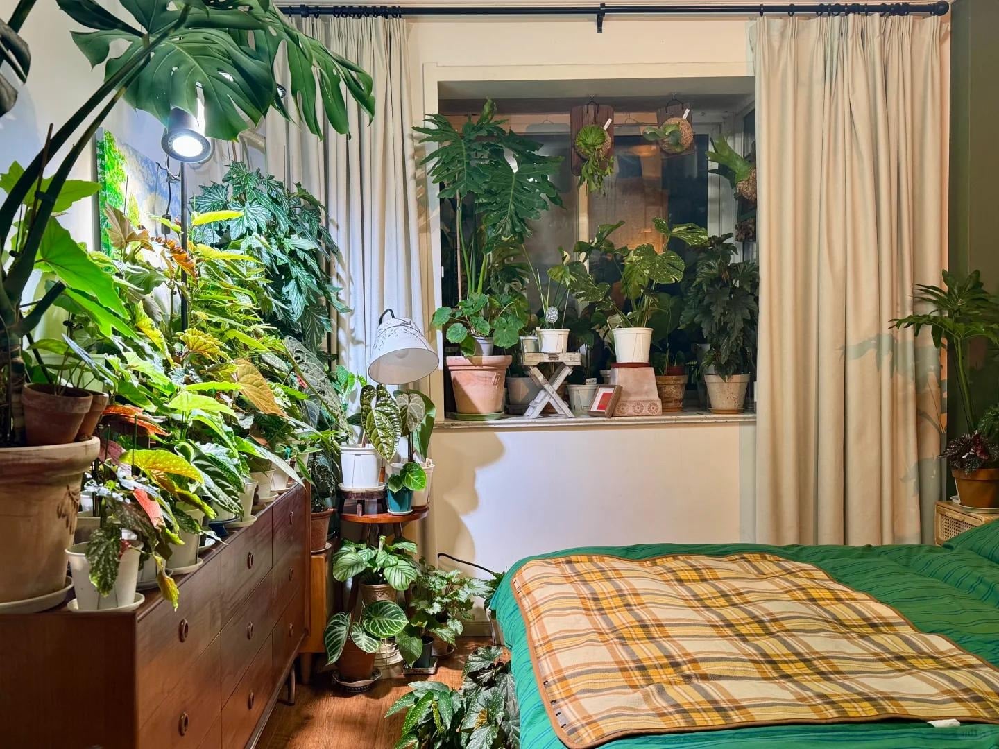 Đừng biến phòng ngủ thành rừng rậm. Ảnh minh họa Toutiao