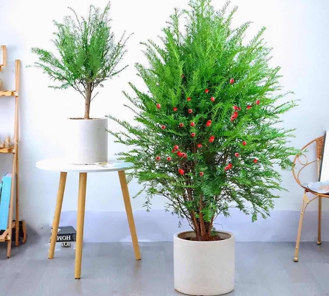 Cây cảnh này là một loài thực vật có từ cùng thời đại với khủng long. Ảnh minh họa Toutiao