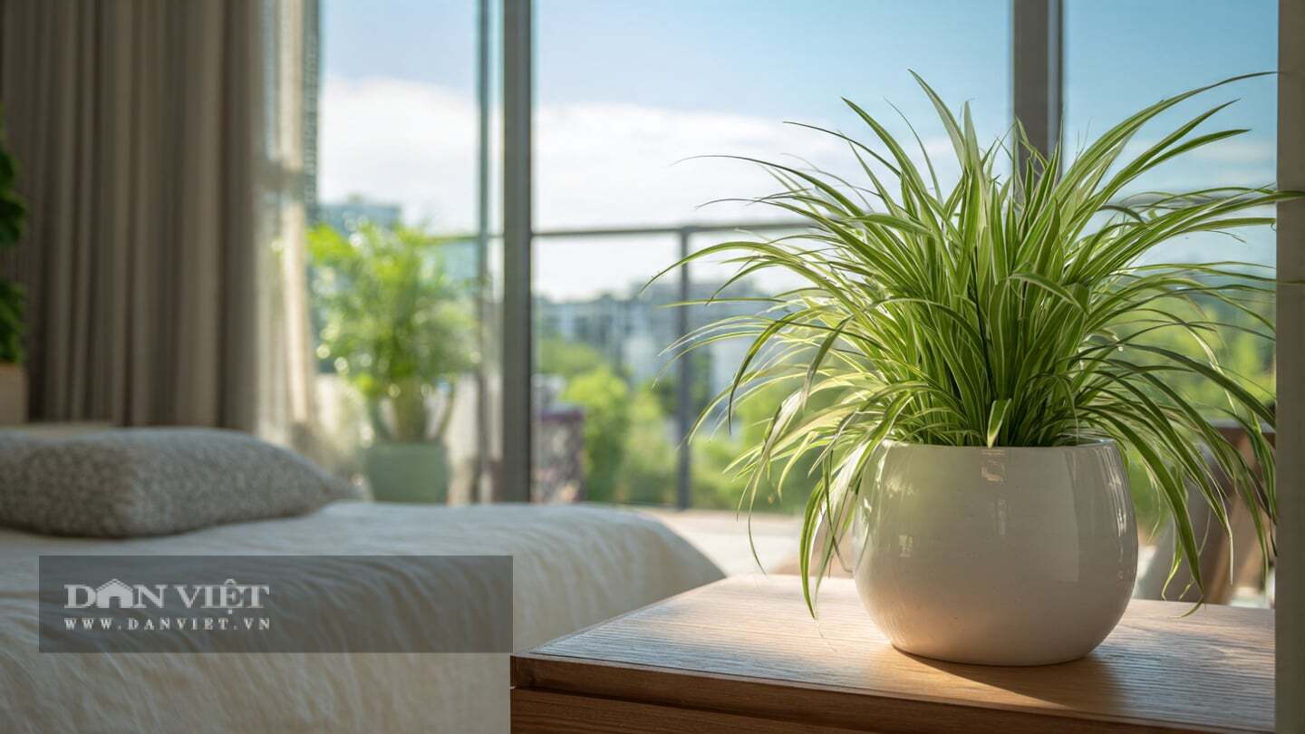 img src/upload/2-2026/images/2026-04-20/1776654556-lan-chi-la-vang-cay-canh-a5-0059-width1440height810.jpeg width660 /