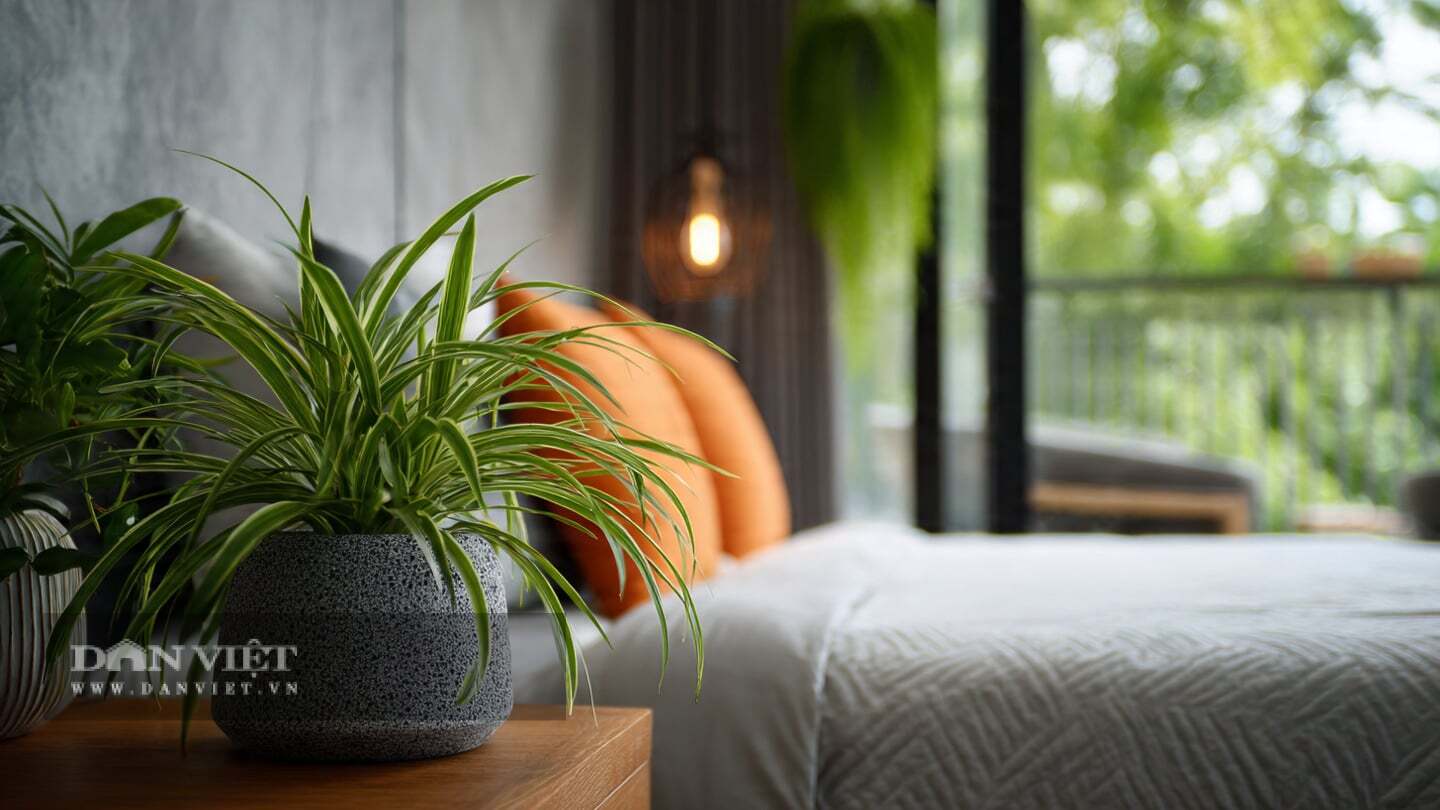 4 cây cảnh amp;#34;thôi miênamp;#34; mà người thông minh thích trồng trong phòng ngủ, tươi đẹp, khỏe mạnh còn ru ngủ rất tốt - 12