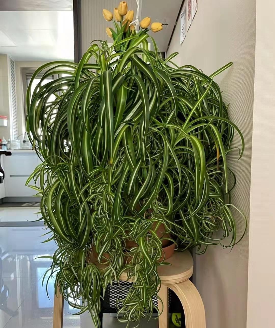 Loại cây này rất ưa nước.