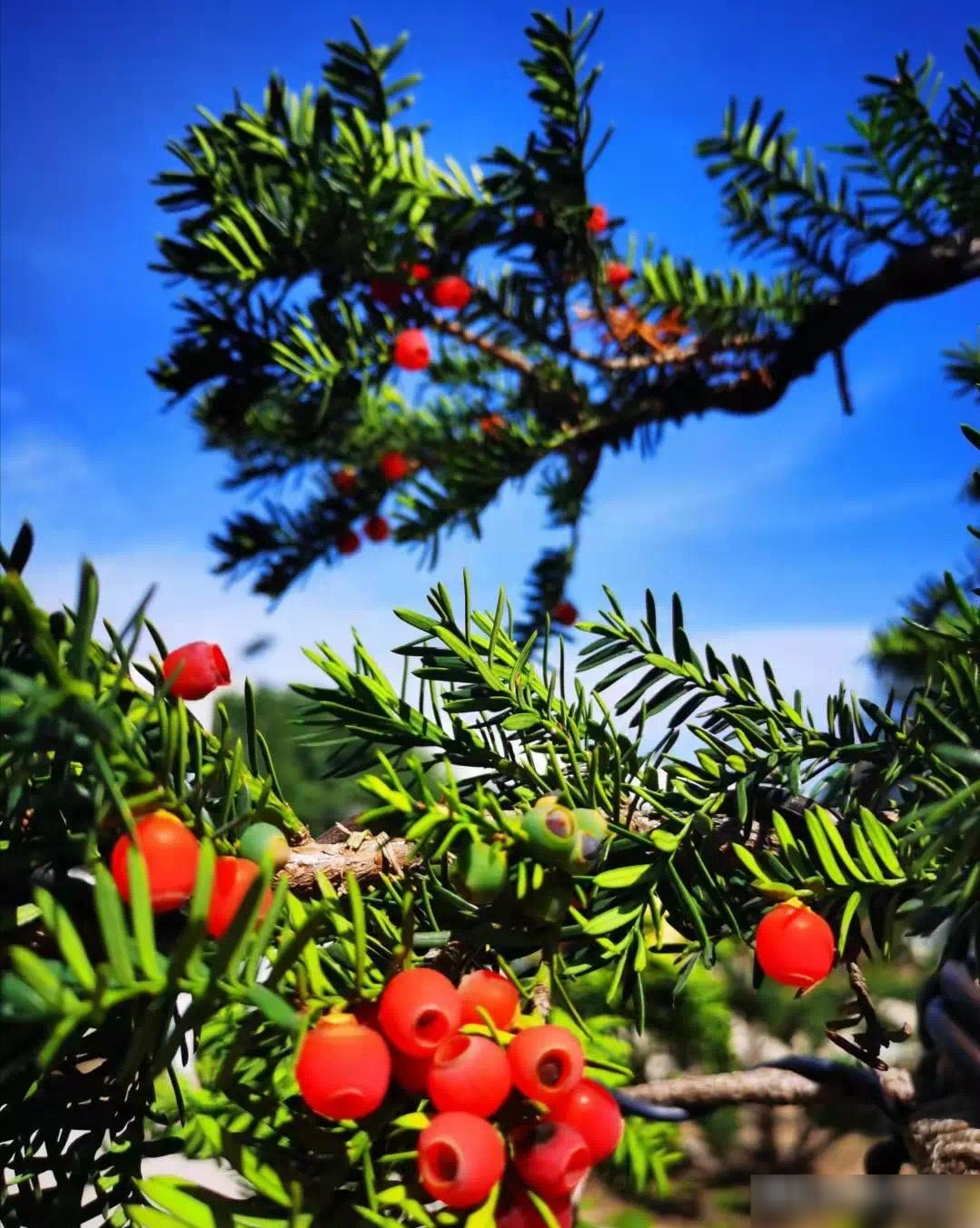 Cây cảnh thông đỏ có những ý nghĩa rất tốt